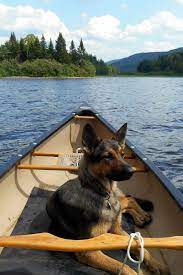 They are large in size and have very streamlined, athletic builds that make them both strong and agile. Livin The Dream Canoeing In Maine With A German Shepherd Shepherd Dog Loyal Dog Breeds German Shepherd Dogs