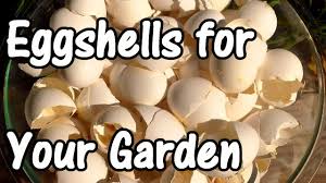 If you live near an egg processing plant and can get large amounts for free, this may be a very good mulch. 2 Min Tip How We Use Eggshells In Our Garden Eggshell Calcium Youtube