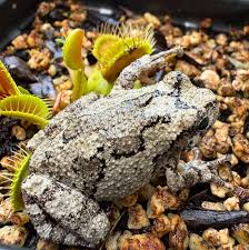 Image result for Tephrosia lurida