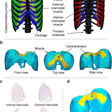 It may occur after an obvious injury or without explanation. Fem Model Of The Thorax A Respiratory Muscles Rib Cage And Download Scientific Diagram