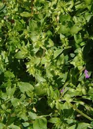 Image result for Stellaria sennii