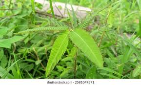 Image result for Aeschynomene uniflora