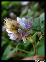 Image result for Uraria