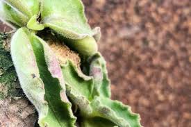 Image result for Aeollanthus