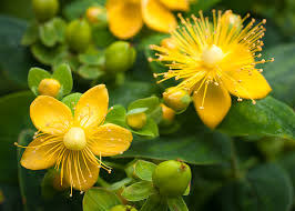 Iperico, melissa e griffonia contribuiscono al mantenimento del normale tono dell'umore, promuovono il benessere mentale e, insieme alla passiflora, favoriscono il rilassamento. Iperico Significato Linguaggio E Simbologia Dell Iperico