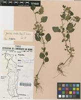 Image result for Justicia tenella