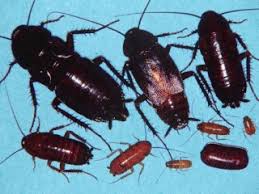 Image result for Culcasia orientalis