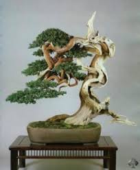 Bonsai Beringin Termahal Gambar Bonsai 2020
