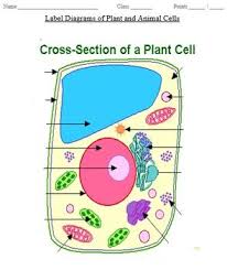 We did not find results for: Plant And Animal Cell Organelles Cellule Vegetale Science Et Education