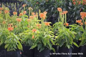 Image result for Crossandra infundibuliformis