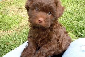 They were born on sept. Shih Tzu Yorkie Mix Shihpoo Puppies For Sale Shih Tzu Toy Poodle Hybrid Mix Breed Shih Poo Puppies Puppies Havapoo Puppies