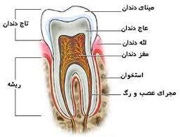 Image result for â«Ø¹Ú©Ø³ Ø¯ÙØ¯Ø§ÙÙØ§Û Ø´ÛØ±Ûâ¬â