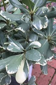Image result for Pittosporum
