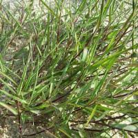 Image result for Agrostis taylorii