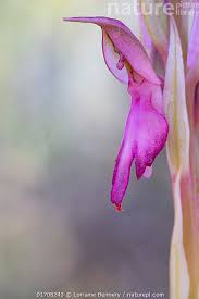 Image result for Trombicula autumnalis