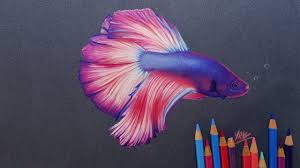 Males are the more vivid in color, while females coloration is subdued. Drawing A Betta Fish With Colored Pencils Youtube