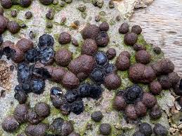 Image result for Hypoxylon multiforme