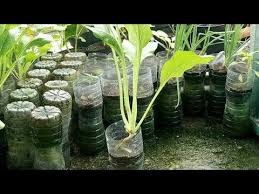 Tanam sayur dalam pasu di rumah. Tanam Sayur Pada Pot Dari Botol Air Mineral Youtube