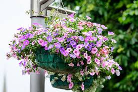 Image result for foto petúnie