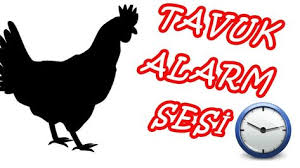 Tavuk Alarm Zil Sesleri 2020 Hayvanlar Tavuk
