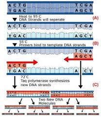 Polymerase Chain Reaction Pcr Pcr Copies Dna Utilizing Repeated Cycles Of Three Steps Biology Labs Medical Laboratory Science Medical Laboratory Scientist