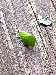 Image result for Platycoryne affinis