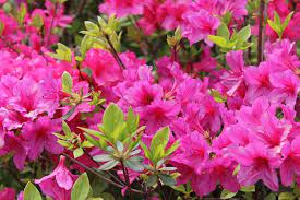 Best Shrubs That Bloom All Year Azalea Flower Flowering Bushes Flowering Shrubs