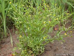 Image result for Ranunculus sceleratus