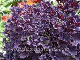 Image result for Coleus goetzenii