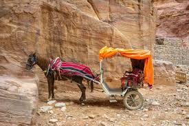 Premium Photo | Petra donkey transport
