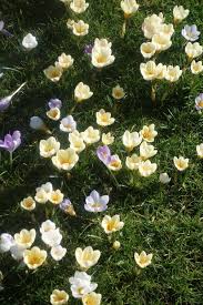 We did not find results for: Crocus On The Lawn In Sun Beautiful Flowers Garden Crocus Crocus Bulbs