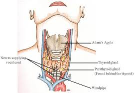 Image result for hypoparathyroidism structure pictures