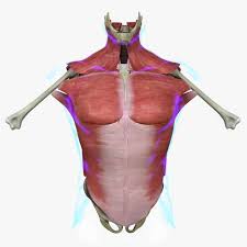 Muscles of the human torso. Human Torso Muscle Anatomy Medical Edition 3d Cgtrader