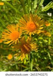 Image result for Pentanema