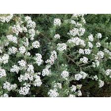 Image result for Eriocephalus racemosus