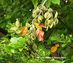 Image result for Millettia