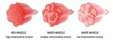 Animal cell that has few mitochondria. Muscle Cells Have Many More Mitochondria Than Fat Cells What Accounts For This Difference Quora