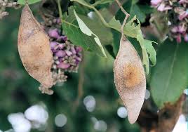 Image result for Philenoptera bussei