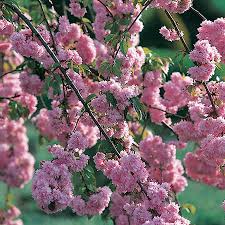 Check spelling or type a new query. 6ft Cheals Weeping Cherry Blossom Tree 30l Pot Half Standard 5 Years Old Prunus Kiku Shidare Zakura 119 99