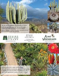 The group of gathered succulent. Aloes In Wonderland Santa Barbara S Rare Plant Nursery