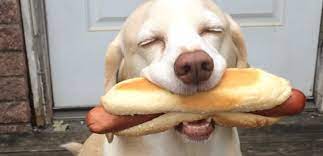 Can dogs eat beef hot dogs. Should You Use Hot Dogs As Training Treats Dog Tag Art