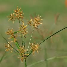 Image result for Cyperus luteus