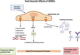 Image result for Tissue-selective Estrogen Complex