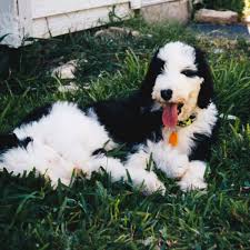 Sheepadoodle puppy for sale near oklahoma, duncan, usa. Sheepadoodle Puppies For Sale In Texas