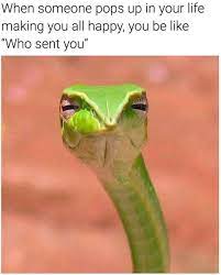 Who Sent You Daily Lol Pics
