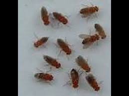 How To Get Rid Of Fruit And Drain Flies Naturally Diy Daddy Fruit Fly Trap Fruit Flies Fly Traps