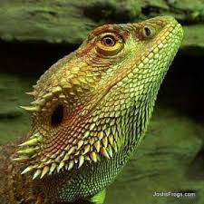 What Uvb Bulb Do I Need For My Pet Reptile Or Amphibian Josh S Frogs How To Guides