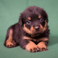 Come to daily puppy for your fix of furbaby angelfaces. 1 Rottweiler Puppies For Sale In Seattle Wa Uptown