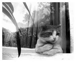 Berikut ini adalah arti mimpi yang terdapat pada kategori kucing. Ramalan Kucing Beranak 2 Nomor Apa