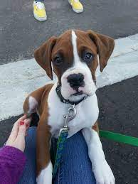 2 Month Old Boxer Puppy On My Street Boxer Puppy Boxer Puppies Boxer Dogs